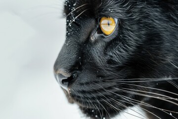 Close-Up of a Black Cat with Yellow Eyes and Snowflakes on Fur in a Winter Setting