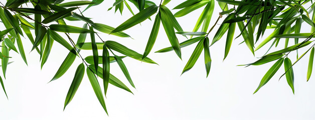 wide closeup photo of natural green color fresh bamboo branch in white background with blank copy space 