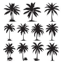 Set of palm tree silhouettes isolated on a white background, Vector illustration.