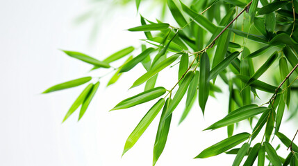Obraz premium wide closeup photo of natural green color fresh bamboo branch in white background with blank text space 