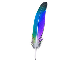 feathers isolated on white