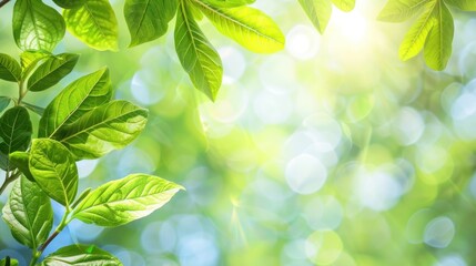 Naklejka premium Green Leaves on a Sunny Day