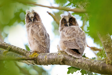 Juvenile long-eared owl (Asio otus)