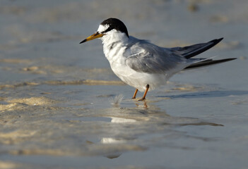 Little Tern at Busaiteen coast of Bahrain