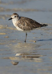 Grey plover at Busaiteen coast of Bahrain