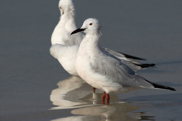 Portrait of a Slender-billed gull at Busaiteen coast, Bahrain