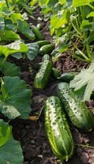 Obraz premium Backyard Garden Harvest with Fresh Cucumbers for Pickling Surrounded by Lush Greenery