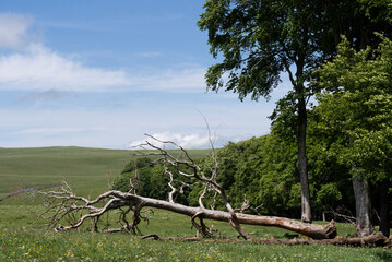 Grand hêtre mort en lisière de forêt sur le plateau de l'Aubrac près du chemin de Compostelle,...