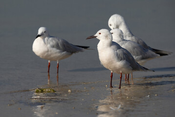 Slender-billed gulls in breeding plumage at Busaiteen coast, Bahrain