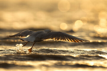 A backlit image of Slender-billed gull takeoff during morning hours at Asker coast of Bahrain