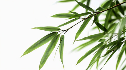 Fototapeta premium wide closeup photo of natural green color fresh bamboo branch in white background with blank text space 