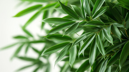 Fototapeta premium wide closeup photo of natural green color fresh bamboo branch in white background with blank text space 