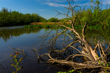 The beautiful oasis of Punte Alberete