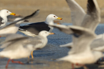 Selective focus on Lesser Black-backed Gull with slender-billed gull at the foreground at Busaiteen coast, Bahrain