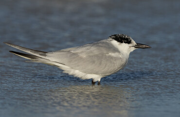 Fototapeta premium Gull-billed tern at Busaiteen coast, Bahrain