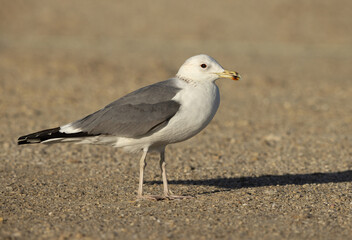 Portrait of a Lesser Black-backed Gull at Busaiteen coast, Bahrain