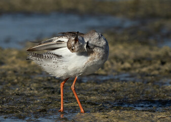 Redshank preening at Busaiteen coast, Bahrain