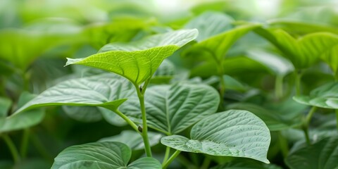 Cultivation of Kava Plant (Piper methysticum) in a Tropical Garden. Concept Tropical Gardening, Plant Cultivation, Kava Plant, Herbal Medicine, Horticulture