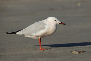 Slender-billed gull in breeding plumage at Busaiteen coast, Bahrain
