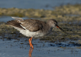 Closeup of a Redshank feeding at Busaiteen coast, Bahrain