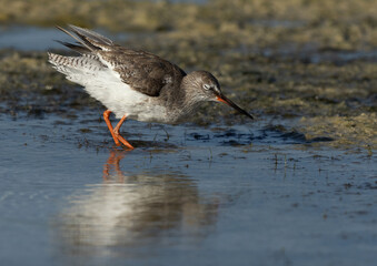 Common Redshank feeding at Busaiteen coast, Bahrain