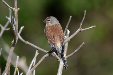 Linotte m&eacute;lodieuse,.Linaria cannabina, Common Linnet