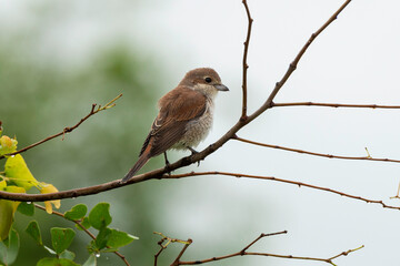 Obraz premium Pie grièche écorcheur, immature, .Lanius collurio, Red backed Shrike