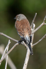 Linotte mélodieuse,.Linaria cannabina, Common Linnet