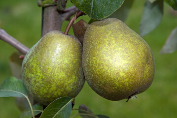 Pyrus communis 'Saint Lezin' , Poirier