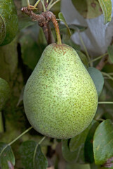 Pyrus communis 'Contesse de Paris', Poirier