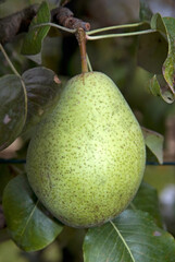 Pyrus communis 'Contesse de Paris', Poirier