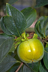 Diospyros kaki 'Costata', Kaki