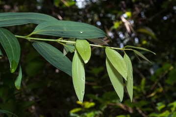 Bambou, Phyllostachys nigra 'Henonis'