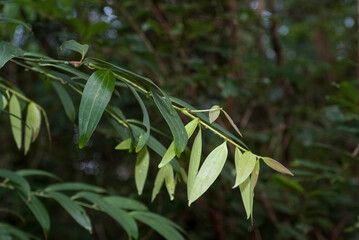 Bambou, Phyllostachys nigra 'Henonis'