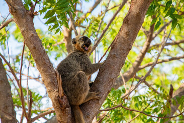 Crowned lemur (Eulemur coronatus) eating fruits