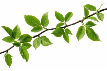 Fototapeta premium The image depicts an isolated branch with green leaves against a white background, fresh grass, herbal illustration, decorative plant, natural floral design, organic nature sign, agriculture symbol,
