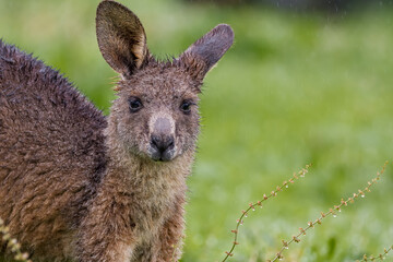 Eastern Gray kangaroo 