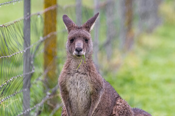 kangaroo in the campground 