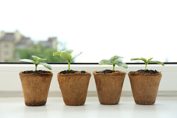 Many cucumber seedlings growing in pots on window sill