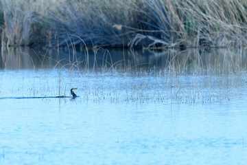 CORMORAN GRANDE (Phalacrocorax Carbo) EN UNA LAGUNA