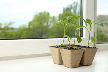 Pepper seedlings growing in peat pots on window sill. Space for text
