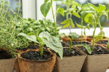 Many different seedlings in peat pots near window, closeup