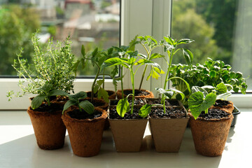 Many different seedlings growing in pots on window sill, closeup