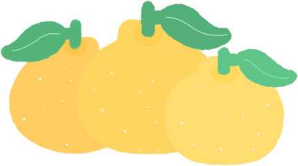 귤 감귤 한라봉 과일 일러스트