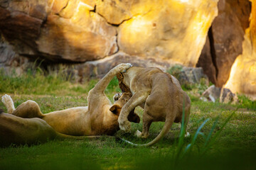 Pair adult Lions playing in zoological garden