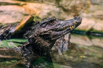 Caiman in the water. The yacare caiman Caiman yacare
