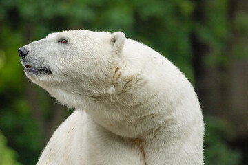 Polar Bear takes a rest