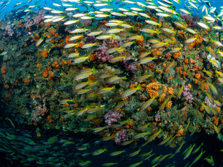 Soft Coral and School of fish