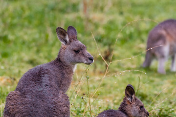 Eastern Gray kangaroo 