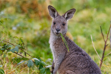 Portrait of an Eastern Gray kangaroo eating grass